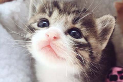 http://zhongshan.vdtfzz.com/post/208.html|中山人工试管